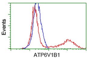 ATP6V1B1 Antibody (clone OTI1H6)