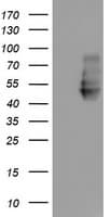 NPTN / SDR1 Antibody (clone OTI3C4, Carrier-free)