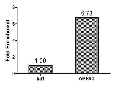 Polyclonal Rabbit anti-Human APEX1 / APE1 Antibody (WB)