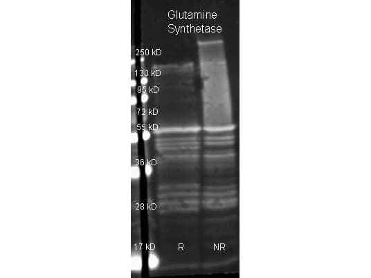 GLUL / Glutamine Synthetase Antibody (Liquid, HRP)
