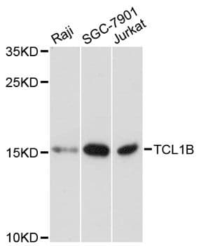 TCL1B Antibody