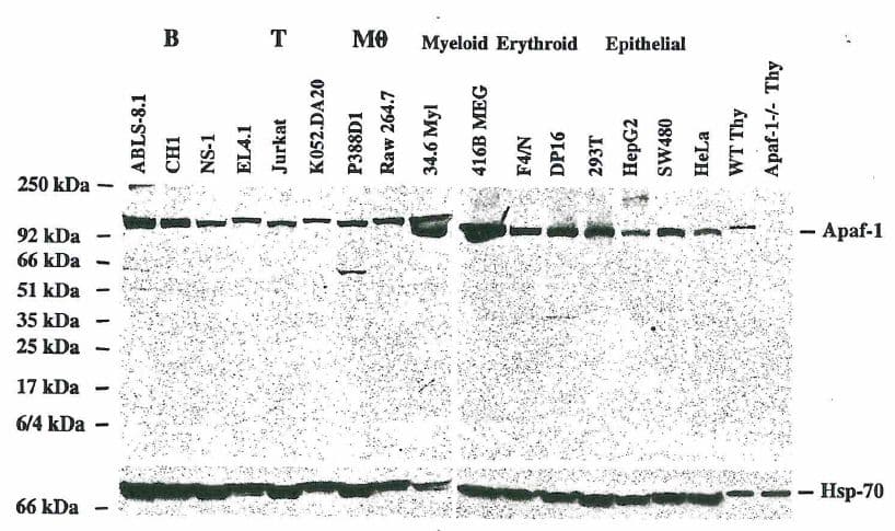 Monoclonal Rat anti-Mouse APAF1 / APAF-1 Antibody (clone 18H2, aa1-97, WB)