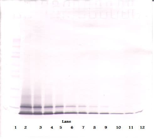 CXCL1 / GRO Alpha Antibody (Biotin)