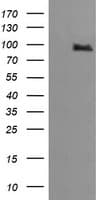 PIK3R5 Antibody (clone OTI5B1)