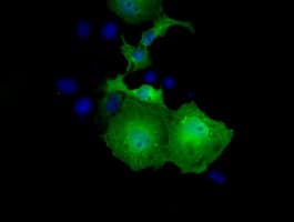 UBXN10 Antibody (clone OTI1H5)