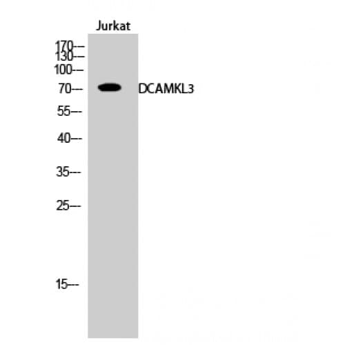DCLK3 / CLR Antibody (260-340 aa, Internal)