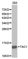 TAC1 Antibody