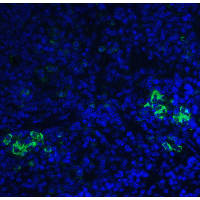 TLR3 Antibody
