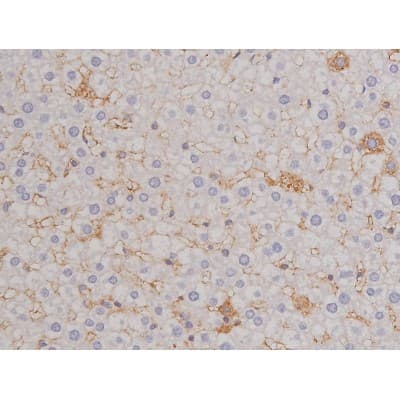 Polyclonal Rabbit anti-Human BCL2L1 / BCL-XL Antibody (phospho-Thr47, IHC, IF, WB)