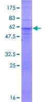 Human MARCH1 Protein (Recombinant GST)