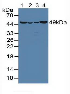 OAT Antibody (aa1-301, PE)