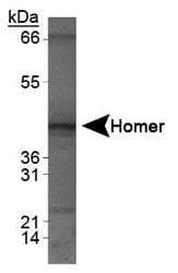 HOMER1 / Homer 1 Antibody (N-Terminus)