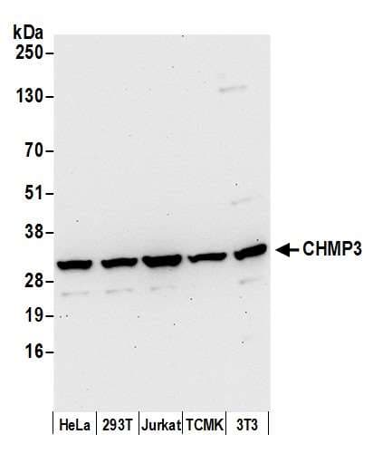 NEDF / VPS24 Antibody (aa25-75)