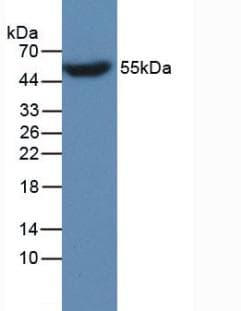 APOA4 Antibody