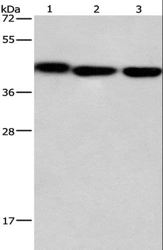 GNA13 Antibody