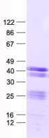 Human LUZP4 Protein (Recombinant His, N-Terminal)