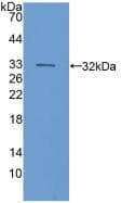 Complement C6 Antibody (aa682-934)