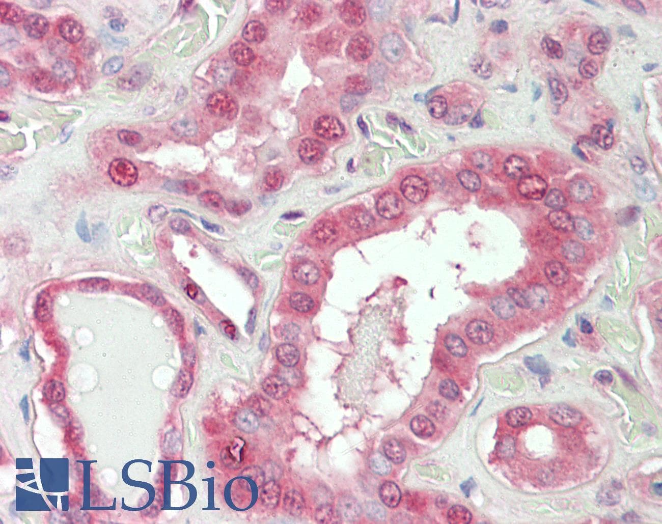 IHC-plus™ NOX1 Antibody (aa490-502)