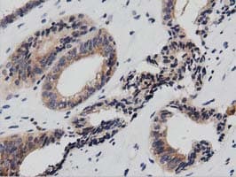 Monoclonal Mouse anti-Human PTPRE / PTP Epsilon Antibody (clone OTI2A9, IHC, IF)