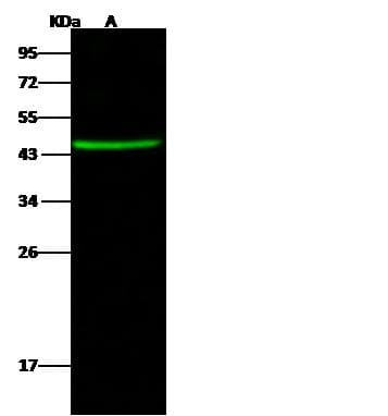 Polyclonal Rabbit anti-Human CCDC42 Antibody (Preservative Free, WB)