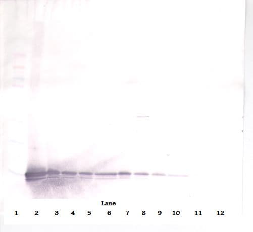 CXCL9 / MIG Antibody