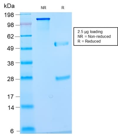 Nuclear Antigen Antibody (clone NM2984R, Azide-free, Carrier-free)