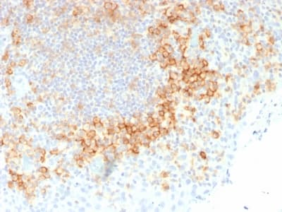 CD27 Antibody (clone rLPFS2/1611)