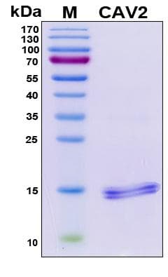 Human CAV2 / Caveolin 2 Protein (Recombinant His, N-Terminal)