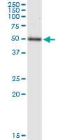 TEAD4 Antibody (clone 1D10)