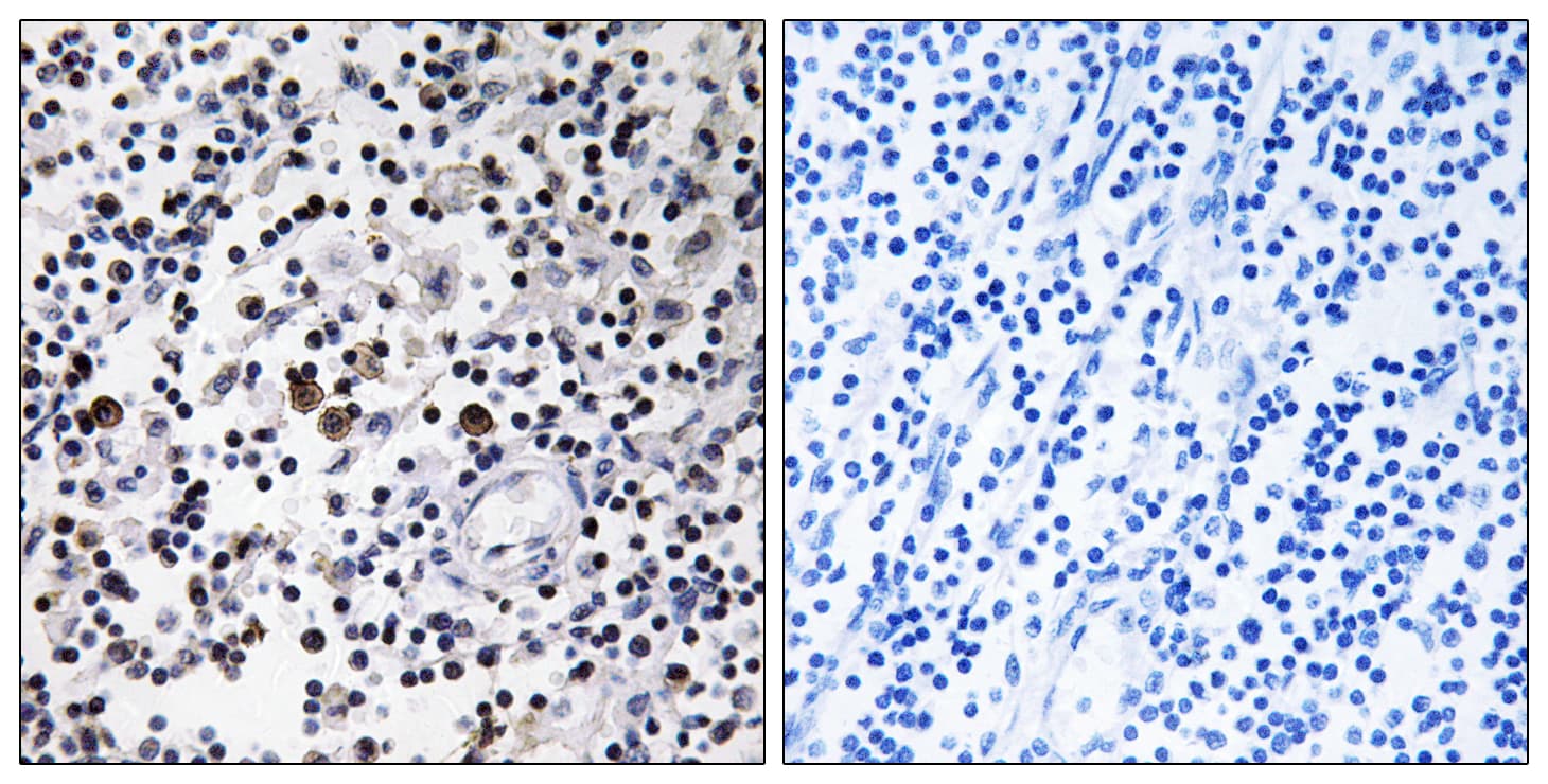 CD302 Antibody