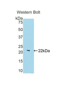 BACE2 Antibody (aa230-396)