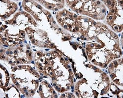 NPR3 Antibody (clone OTI2G2)