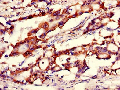 CANX / Calnexin Antibody