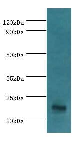 GFER Antibody (aa81-205)