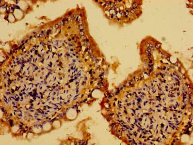 Polyclonal Rabbit anti-Human ARL4C Antibody
