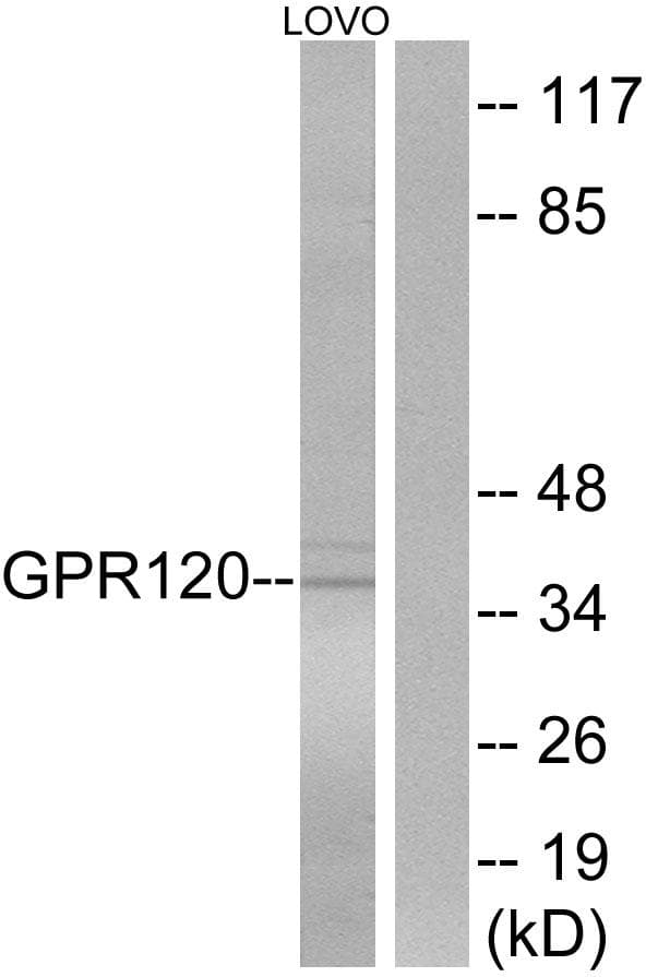 O3FAR1 / GPR120 Antibody