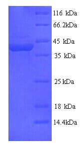 Mouse FLII / FLI Protein (Recombinant His)