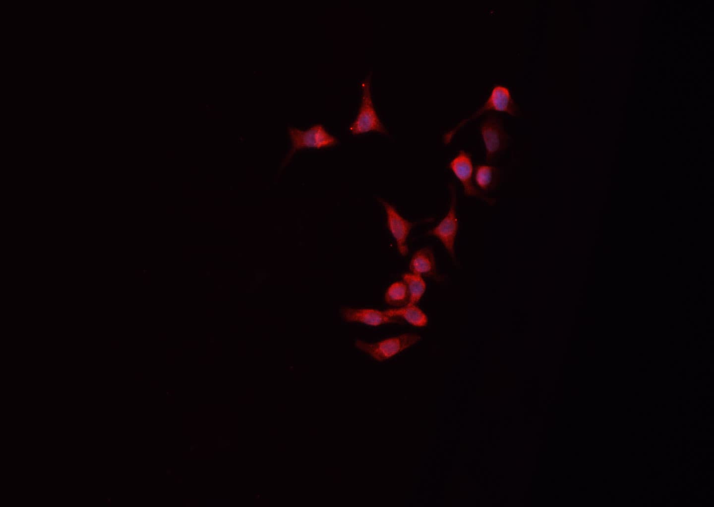 Polyclonal Rabbit anti-Human GJA1 / CX43 / Connexin 43 Antibody (IHC, IF, WB)