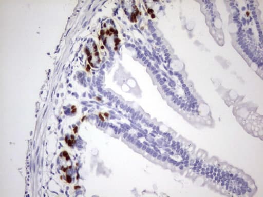 Monoclonal Rat BrdU Antibody (clone 4C2, IHC)