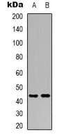 MC5R / MC5 Receptor Antibody (C-Terminus)