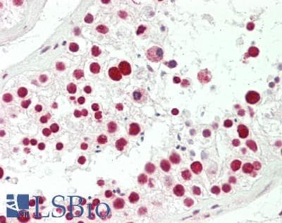 IHC-plus™ SFPQ Antibody