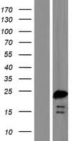 BOD1 Protein (Over-Expression Lysate Myc-DDK (Flag))
