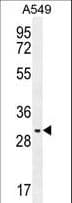 Polyclonal Rabbit anti-Human PABPN1L Antibody (aa166-194, IHC, IF, WB)