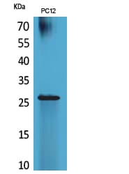 POLR3G Antibody