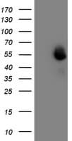 MEF2C Antibody (clone OTI4G8)