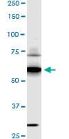 SREBF1 / SREBP-1 Antibody (clone 4B10)