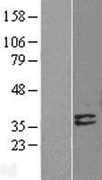 Human DNASE1L1 Protein (Over-Expression Lysate Myc-DDK (Flag))