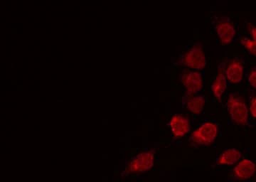 KCNG2 Antibody