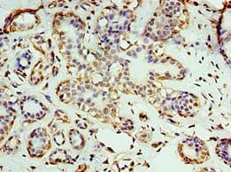 RNLS / Renalase Antibody (aa18-342)