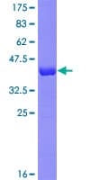 Human MLC2 / MYL9 Protein (Recombinant GST)